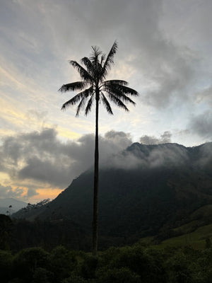 What is Altitude and How does it Affect Your Coffee?