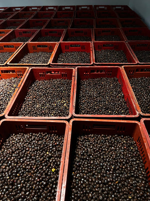 What is coffee processing? A living document covering all things coffee fermentation.