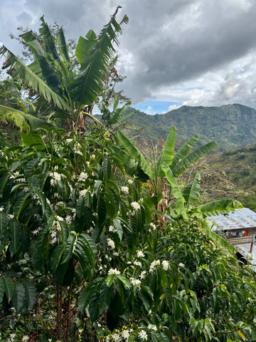 Origin Spotlight: Colombia