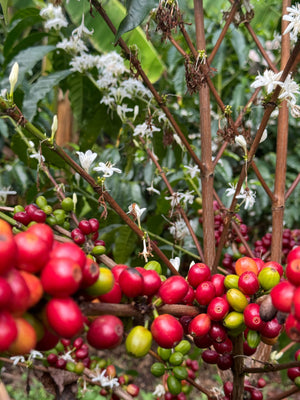 What is a coffee varietal or variety? A living document covering all things coffee varietals.