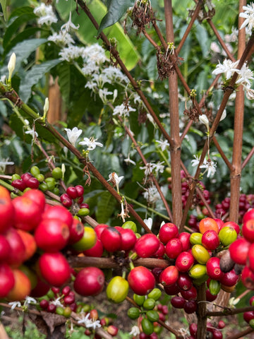 What is a coffee varietal or variety? A living document covering all things coffee varietals.