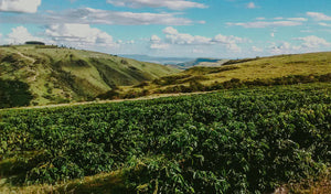 Meet Our Coffee Partner: Hacea Coffee Source