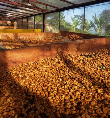 What is Specialty Coffee?